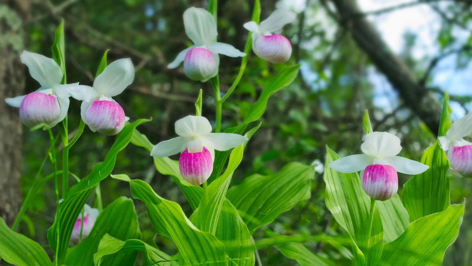 Photo of orchids native to Maine