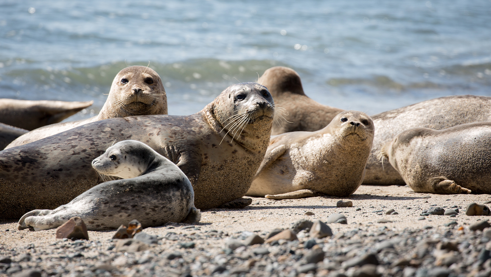 seals on a beach