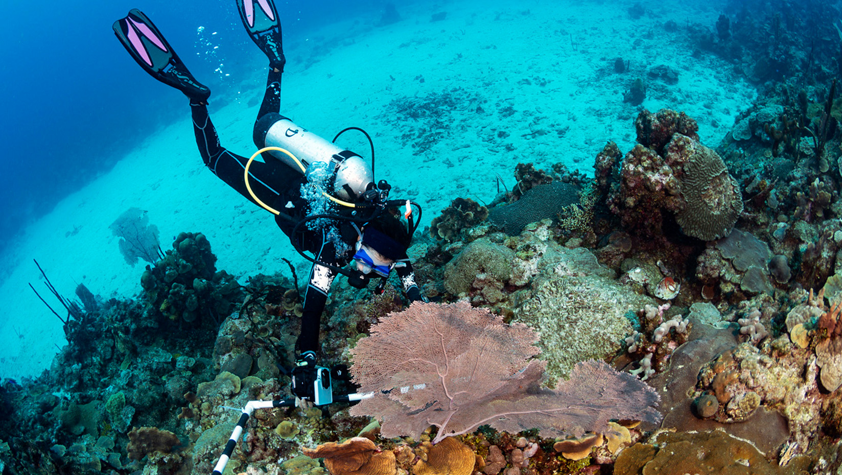 Diver surveys coral reef in the tropical waters off the Dominican Republic.