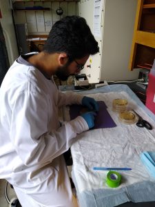 Photo of student working in laboratory