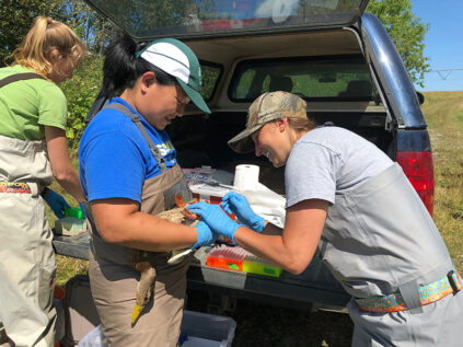 Two students take a sample from a duck for a research project before releasing it.