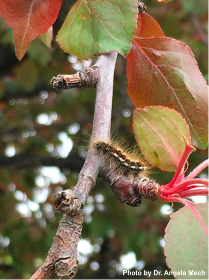 Browntail Moth Caterpillar