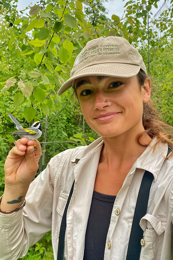 Filiberti pauses as she tags a male golden-winged warbler on a summer day in a deciduous Wisconsin forest. 