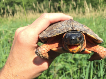 A hand holds up a small turtle to the camera. The turtle is facing the camera and has its mouth open. 