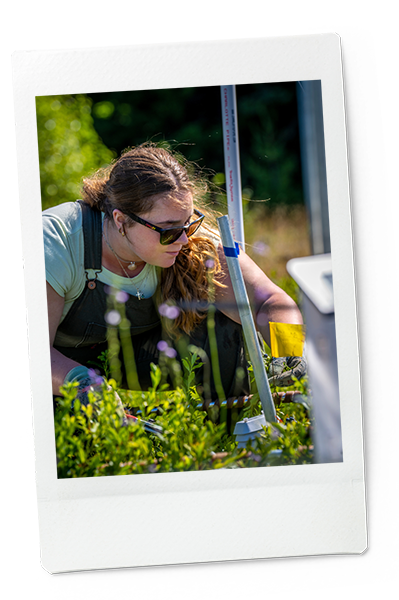 A student conducts research on blueberries in climate boxes at UMaine's Blueberry Hill Farm in Jonesboro.