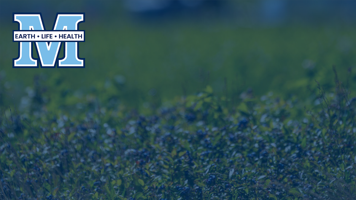 Zoom background featuring a photo of wild blueberry plants with a transparent blue overlay and the UMaine M logo with the words earth life health