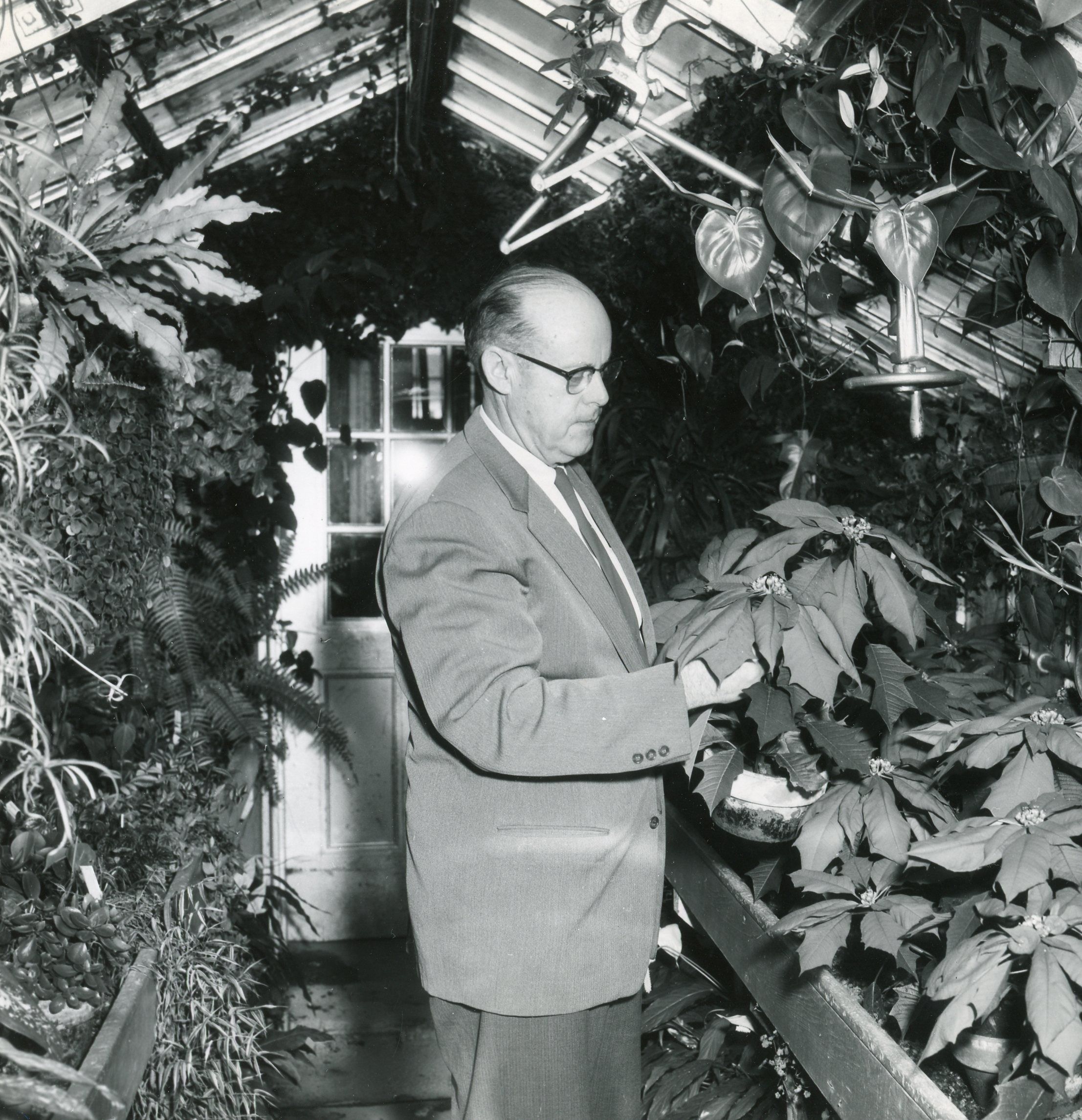 Roger clapp examines plants in greenhouse